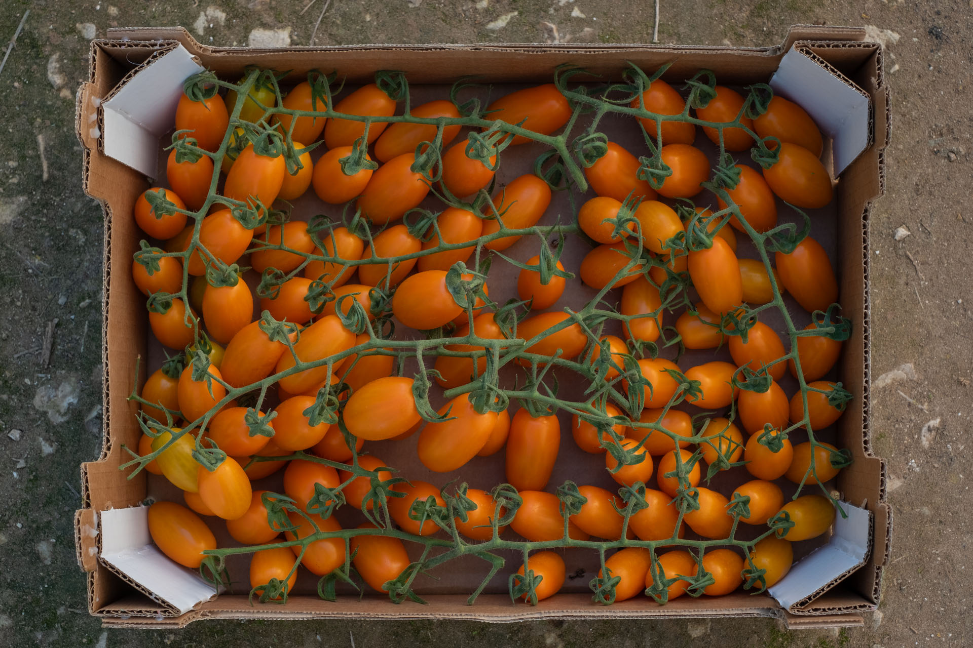 Tamaté_fotoAndreaScarfò_ID2116