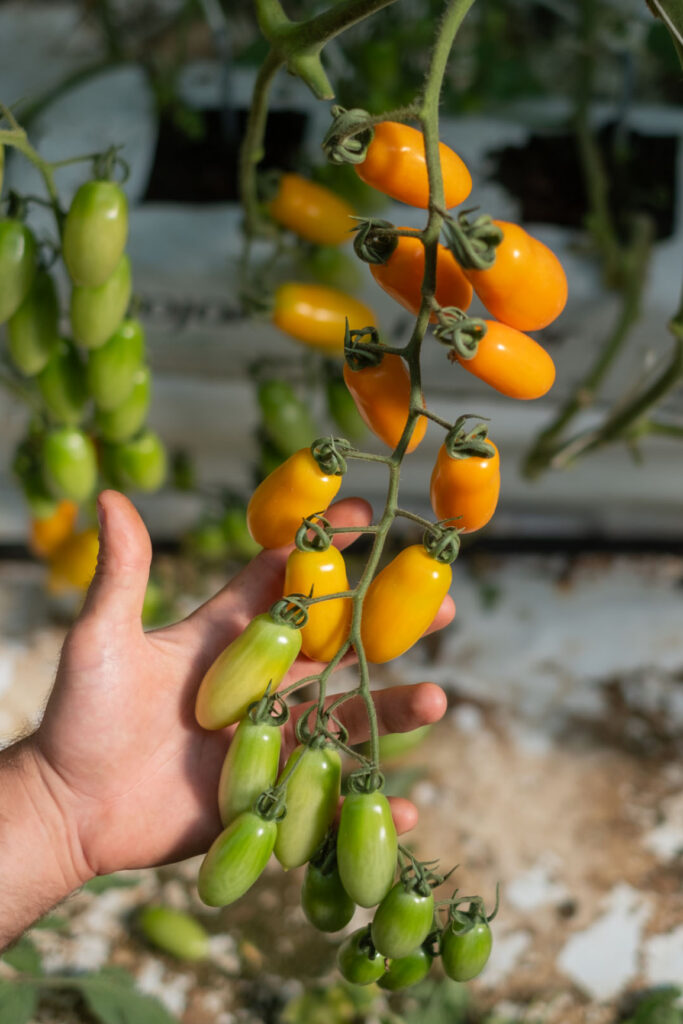 pomodori datterino giallo sulla piana con mano di produttore