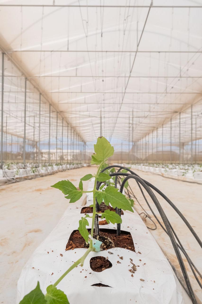 Tamaté_fotoAndreaScarfò_ID1818_web